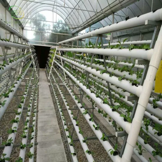 Produzione specializzata Pomodoro Impianto idroponico speciale per la coltivazione